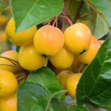 5038838003943 1 Malus Golden Hornet 12l.JPG